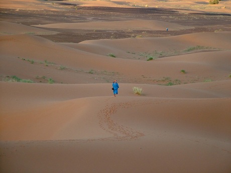 Desert Date (Sahara - Marokko).jpg