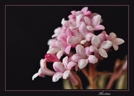 Viburnum