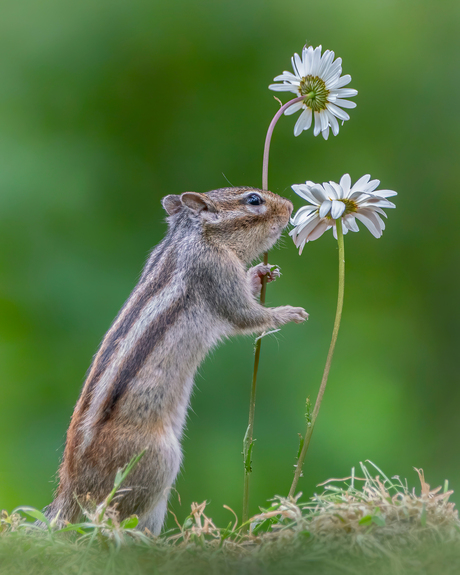 Squirrel love flowers.