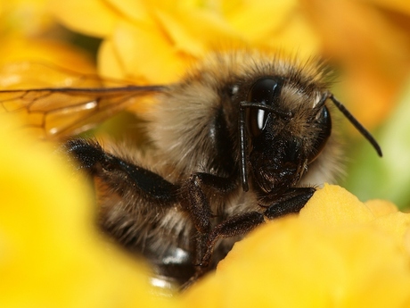 Hommel 2