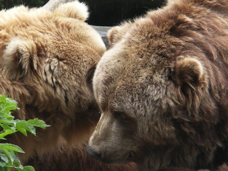 Beren in het Noorder Dierenpark