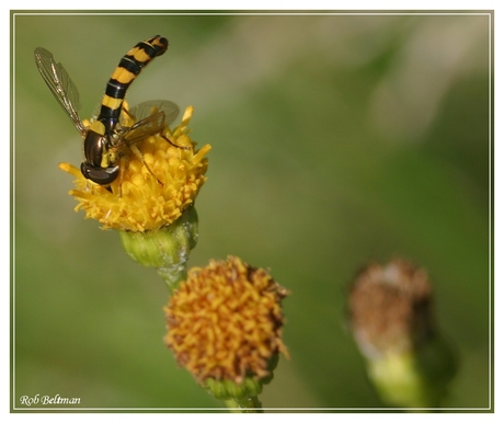 Zweefvlieg in actie