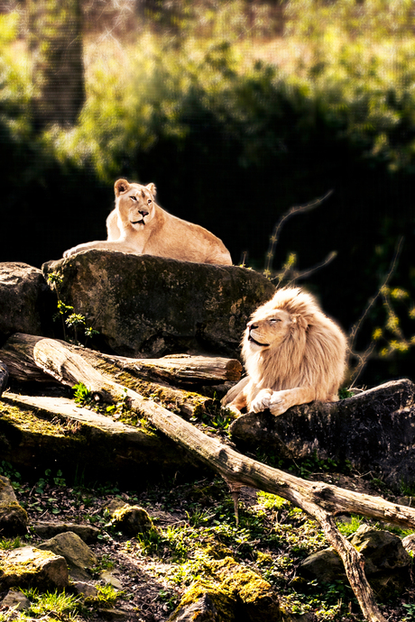 Lions in the sun