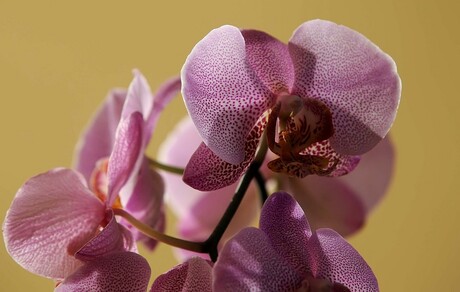 orchidee