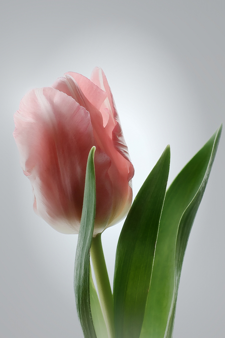 Tulp in kleur