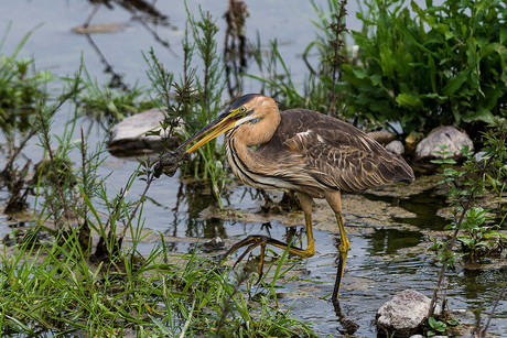 Purperreiger met pad