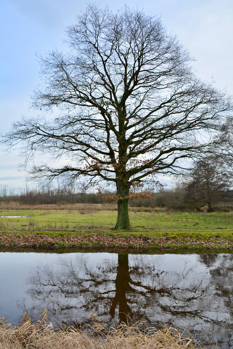 Weerspiegeling