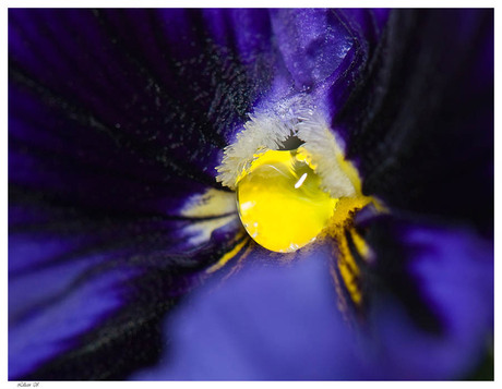 Viola Cornuta Drop's