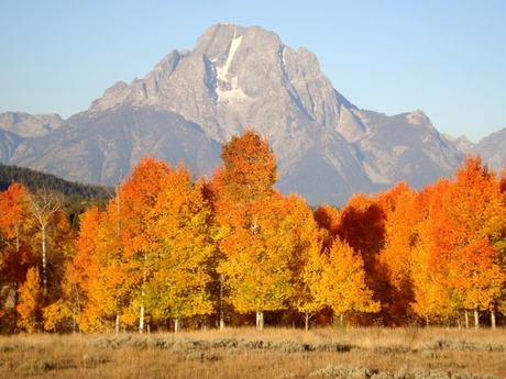 Herfstkleuren in Grand Teton