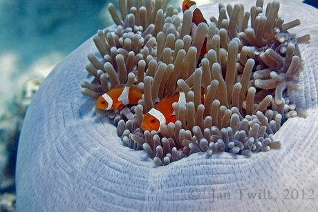 Clownfish6.jpg
