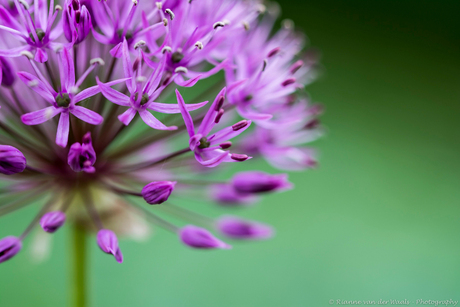 Allium