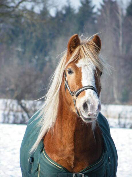 Henk in de sneeuw