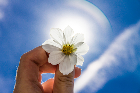 Bloem in de zon