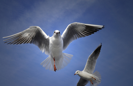 3 legs, 2 gulls