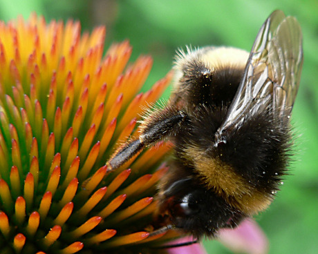 Hongerige Hommel