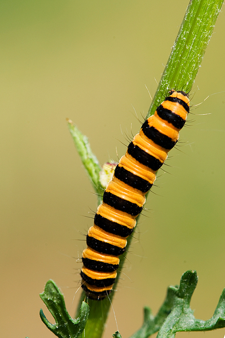 rups van St. Jacobsvlinder