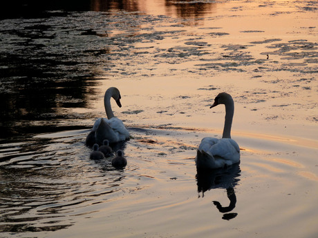 Zwanen met jongen