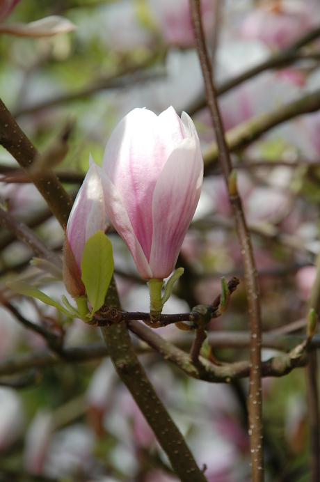 magnolia