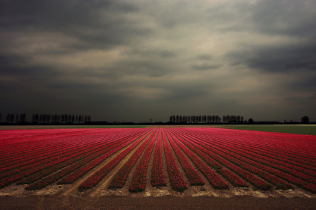 tulpenveld impressie