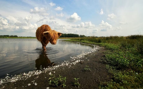 Schotse Hooglander in de veenplas