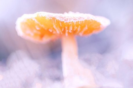 Colourful mushroom