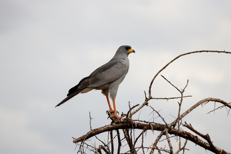 Zanghavik in Tanzania