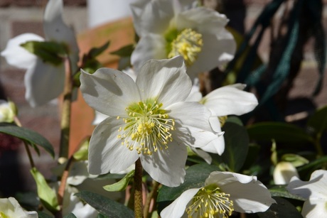 Helleborus