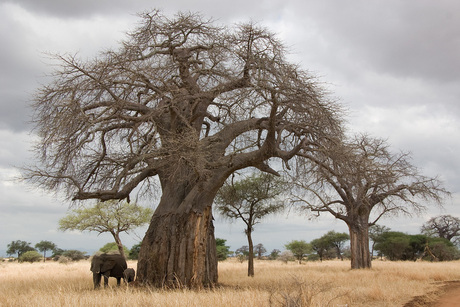 Olifant in Afrika