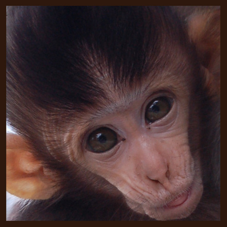 Little baby monkey