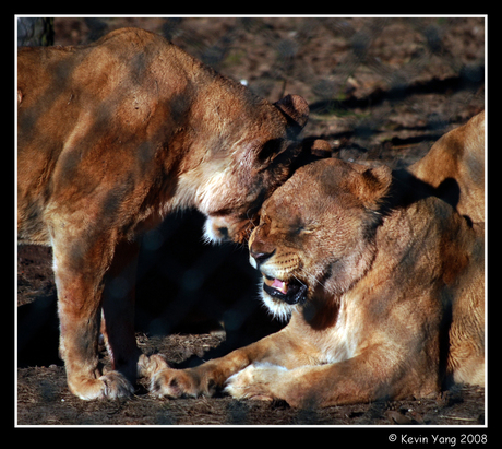 Safari Beekse Bergen