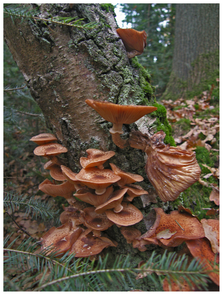 Paddestoelen