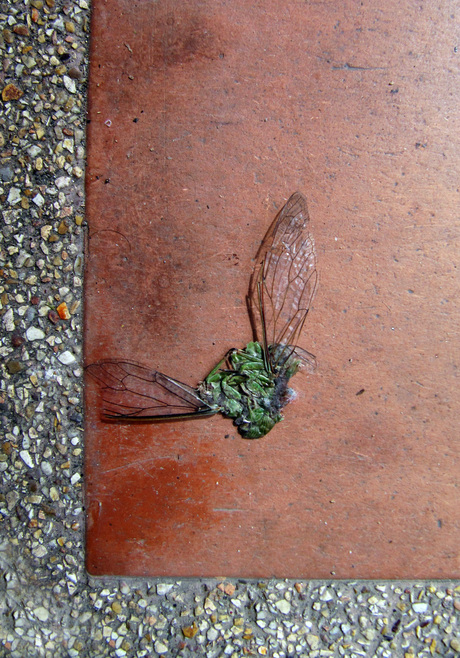 Flat fly