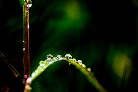 Greeny Drops