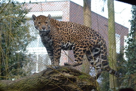 Jaguar boven op een tak