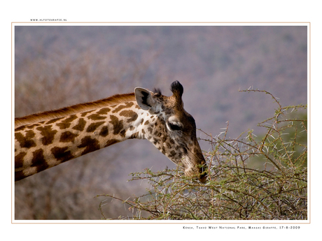 Maasai Giraffe, Tsavo West NP