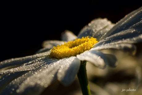 Margrietje