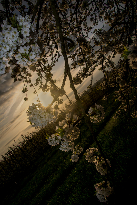 eindelijk.. lente !!