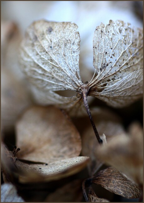 Herfst-hortensia