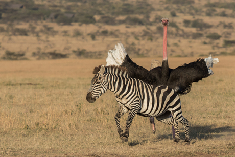 Struisvogel vs Zebra