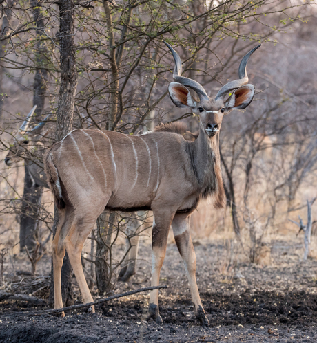 Kudu met elandantilope op de achtergrond