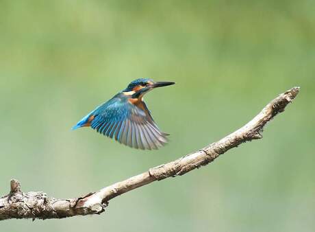 Ijsvogel in vlucht.