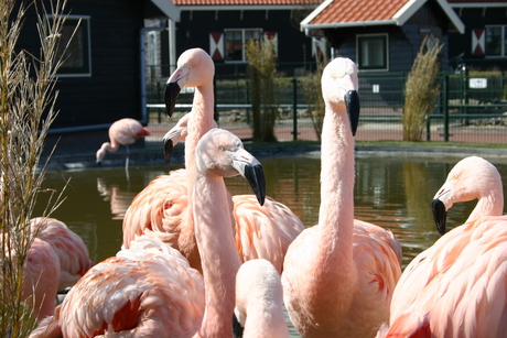 flamingo s