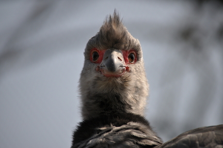 Inwoner van dierenpark Blijdorp