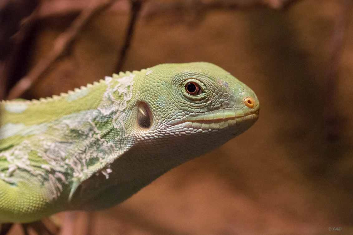 Smaragd varaan - Varanus prasinus - Smaragdvaraan (Varanus prasinus) - foto door Versaille op 12-12-2017 - deze foto bevat: dierentuin, artis