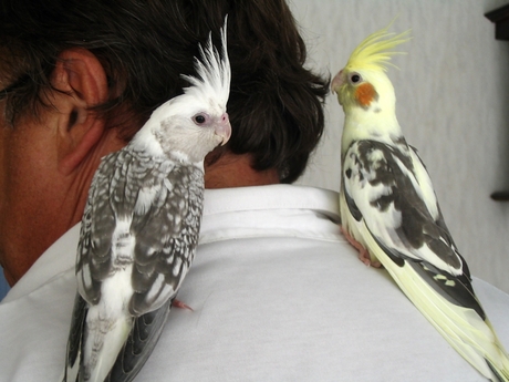 Onze twee valkjes Whoopie en Goldie