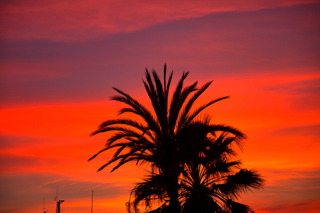 palmboom met zonsondergang