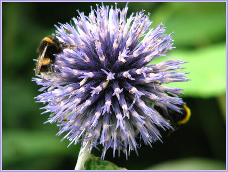 bloemetjes en de bijtjes