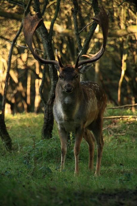 AWD bronsttijd (2)