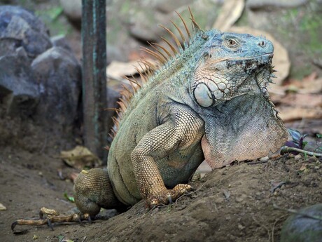 Leguaan, Costa Rica