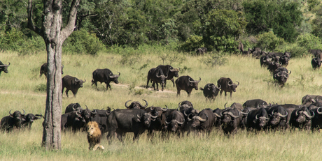 The attack of the buffalo's